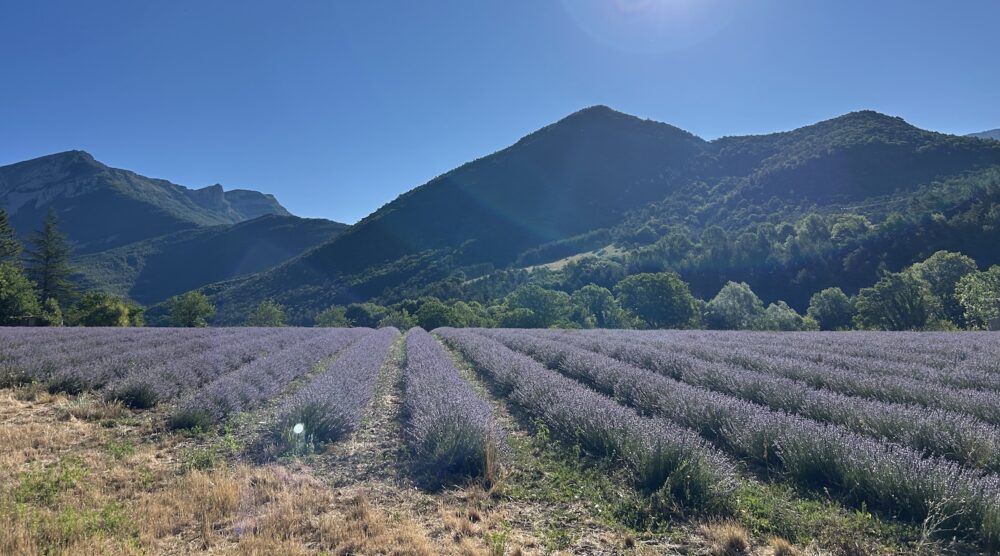 Lavender fields in between Die and Col de Rousset.