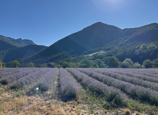 Lavender fields in between Die and Col de Rousset.